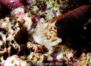 Shrimp (Gnathophyllum elegans) by Ferdinando Meli 